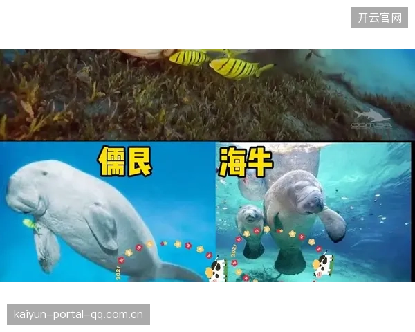 海牛全胜最高二十六：从“海牛”到“海牛帝国”的传奇之旅
